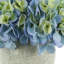 Hydrangea In Rustic Pot-1872651471