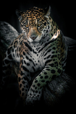 Wrapped Canvas Print, 60.96 cm H x 91.44 cm W
