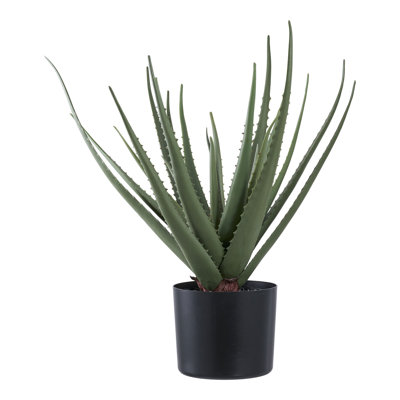 Ance 51cm Aloe Vera Plant