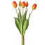Tige de tulipe douce au toucher-573341041
