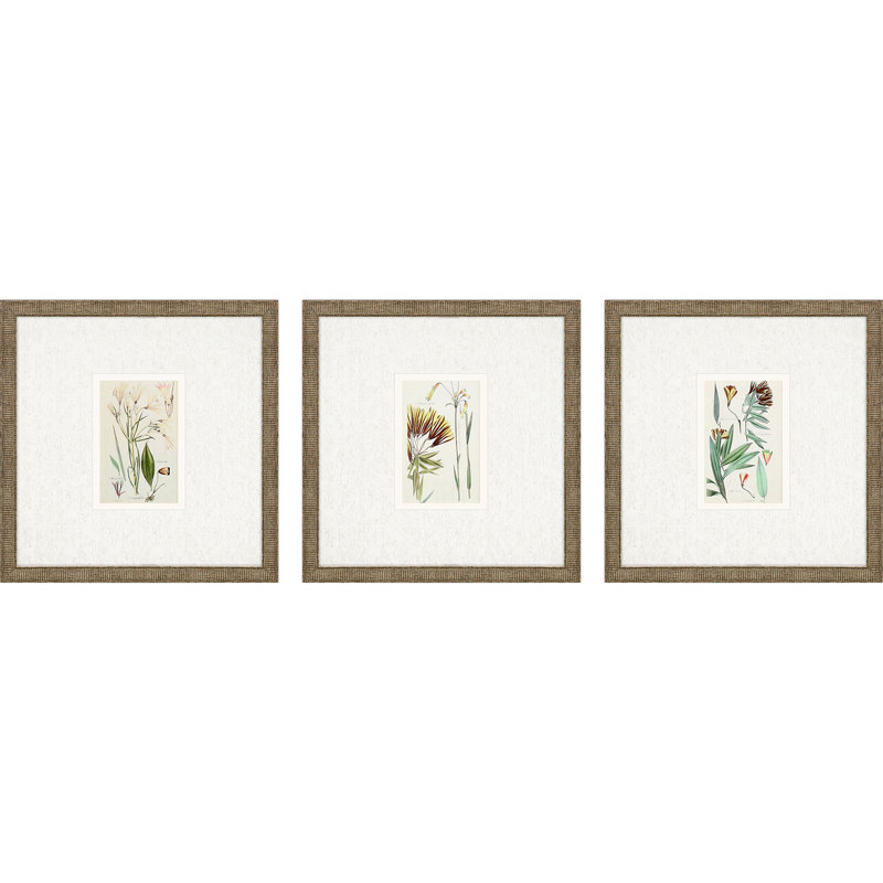 " Antique Botanical I S/3 " by Vision Studio 3 - Pieces Painting Print
