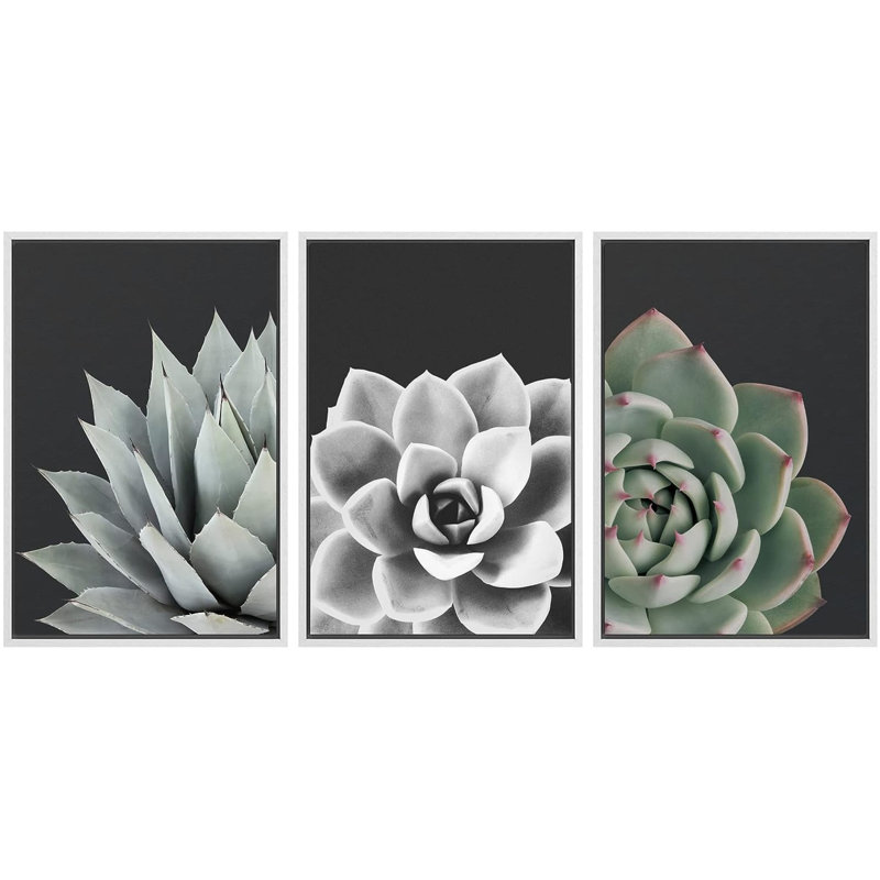 Black and White Desert Rose Echeveria Succulent Botanical Plants Framed On Canvas 3 Pieces Print, White Framed
