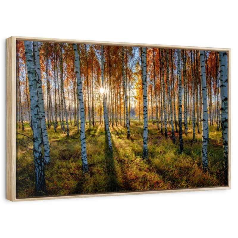 Forêt de bouleaux suédois, Cadre flottant en bois naturel, 43 po x 29 po