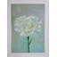 Clavel blanco