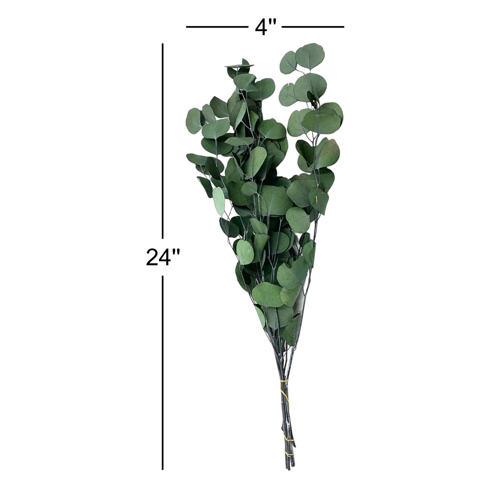 Dried Preserved Eucalyptus Stems, Green