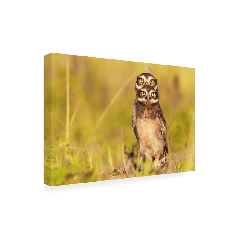 Itamar Campos 4 yeux! Art sur toile, H 16 po x l 24 po