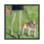 « english bouledogue », reproduction d’art sur toile tendue bella pilar-72454079-72454080-72454087