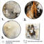 Blanc et brun, Cowboys de Bronco II - art mural-846990040-1065890050