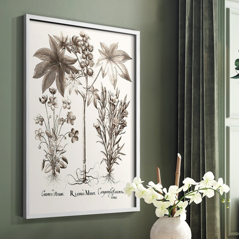 Sépia Besler Botanicals VI, reproduction encadrée - bois massif, Blanc, H 14 po x l 11 po