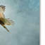 «Up Up and Away Red Épaule Hawk», impression sur toile tendue Vidur-22071920
