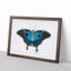 Ulysses Butterfly by George Shaw - Picture Frame Painting Print on MDF-55606047-55606048
