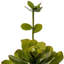 14.5 Plante
