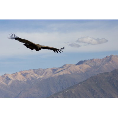 " Condor In Peru " by Ellym