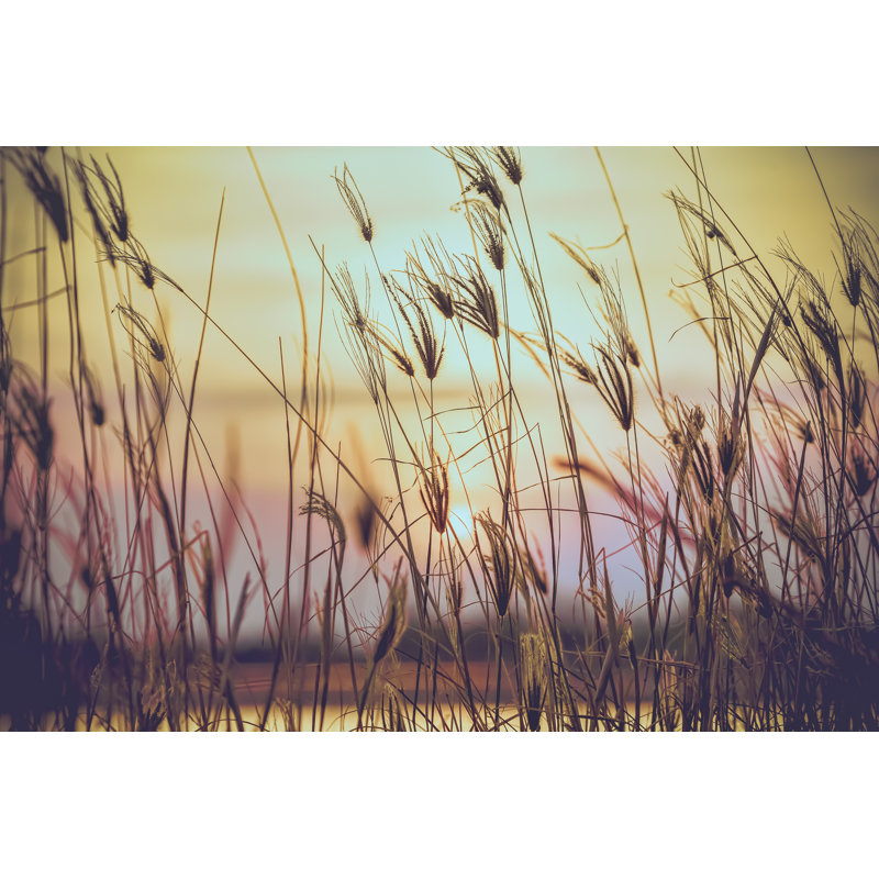 Fleur sauvage - photographie sur toile tendue, H 32 po x l 48 po