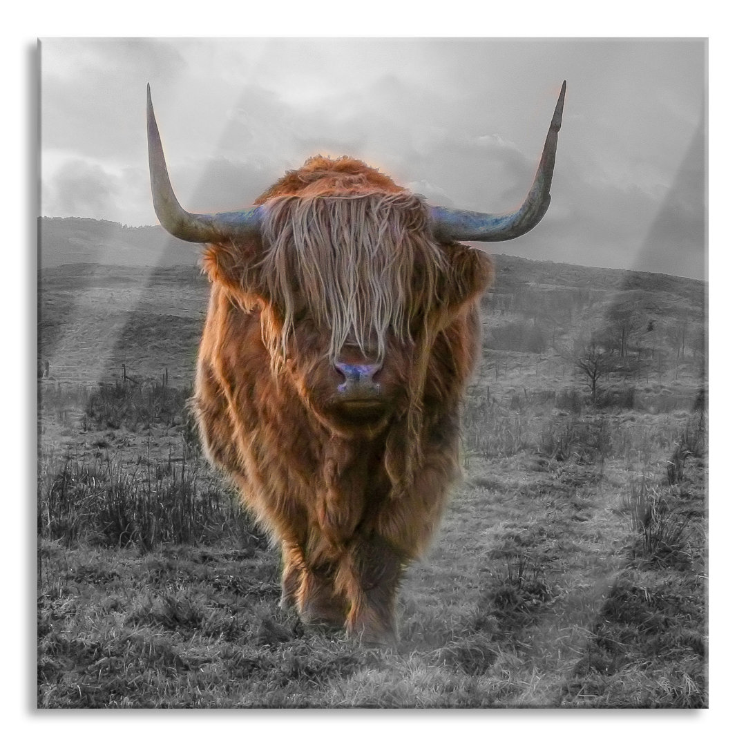 Ungerahmtes Foto auf Glas "Highland Cattle at Sunset"