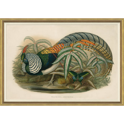 Pheasants From Gould's Birds Of Australia 9 Giclee Print