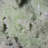 Cardyn Landscape & Nature Crystal