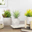 7.5'' Faux Aloe Plant Plant in Ceramic Pot