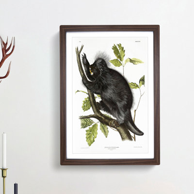 Canadian Porcupine by J.W. Audubon - Picture Frame Graphic Art Print