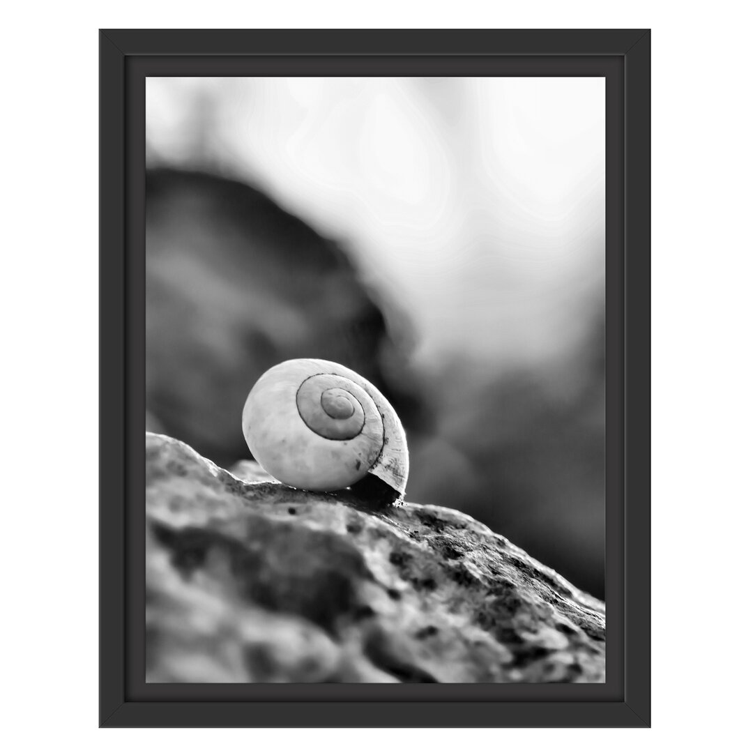 Gerahmtes Wandbild kleine Schnecke auf Stein