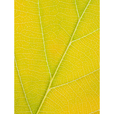 Autumn Leaf Print by Philippe Monthoux