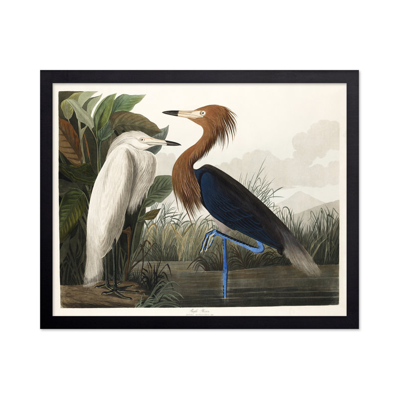 John James Audubon - Héron mauve, Black Framed, Poster, 24"H x 32"W