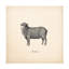 Art mural sur toile, «Bachelor, pomme sauvage» Down On The Farm II-101099854
