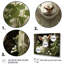 Chèvre blanche, prairie florale II - Chèvre, art mural-386534597-386534607