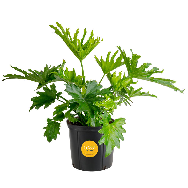 Selloum in Nursery Pot