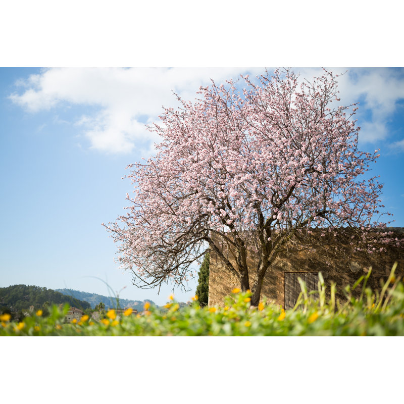 Beautiful Almond Tree In Spanish Landscape by AntonioMari - Wrapped Canvas Print, 30cm H x 46cm W