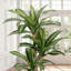 Artificial Dracaena Plant, 105cm / 120cm /150cm/180cm Tall Indoor Faux Tropical Tree with Realistic Variegated Leaves, Maintenance Free Decorative Floor Plant for Living Room Office Bedroom-1181743671