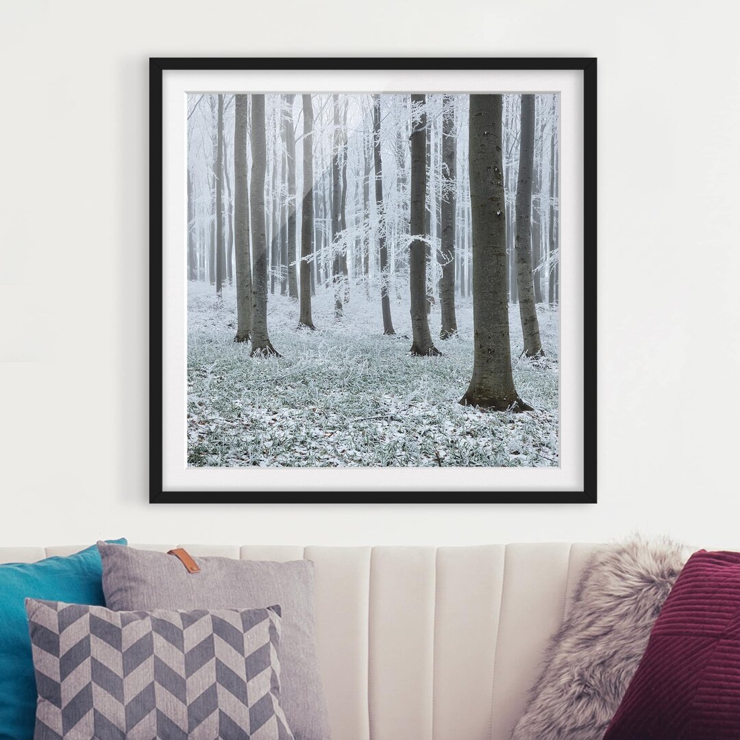 Gerahmtes Poster Beech Trees with Frost