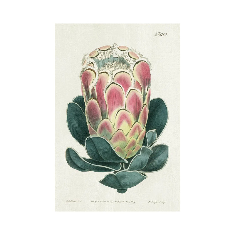 Protea N83 by Kelly Donovan - Wrapped Canvas Print, 20.32 cm H x 30.48 cm W