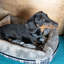 Winford Polyester Pet Bed-844119781