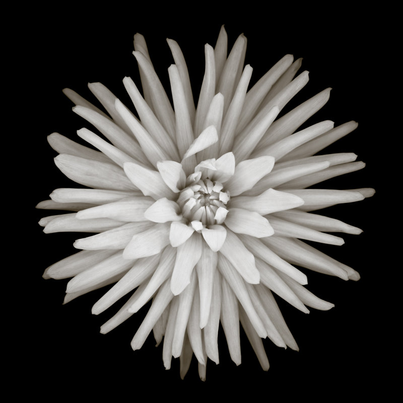 Monochrome Cactus Dahlia 1 Piece Wall Art on Canvas, 51cm H x 51cm W