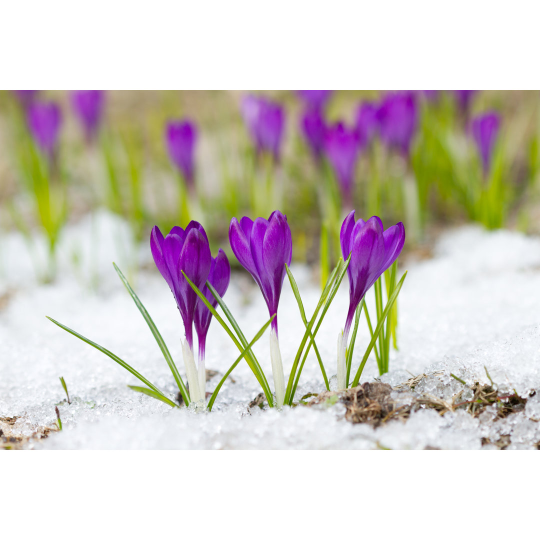 Leinwandbild Violet Crocuses