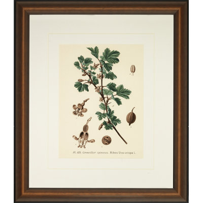 Verde Tinted Botanical IV Print