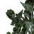 Aglaia Arrangement