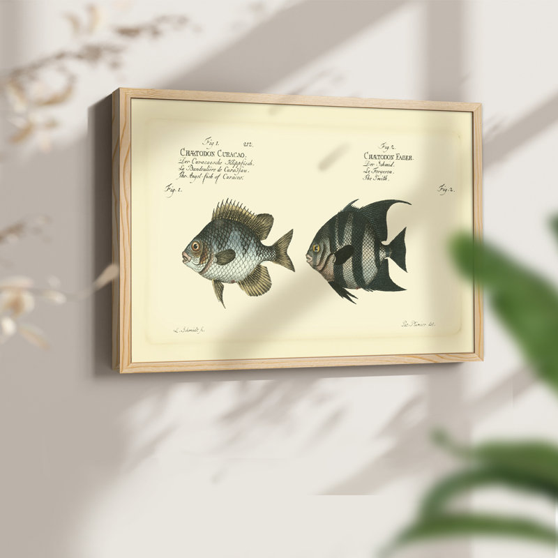 «Bloch Antique Fish II», reproduction encadrée, Naturel, H 16 po x l 20 po