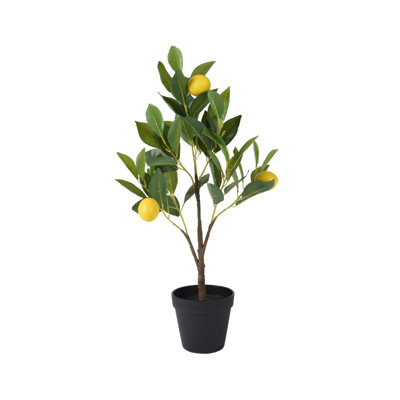 Angilia 152.4cm Plant