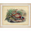 Pheasant Collection 9 Print