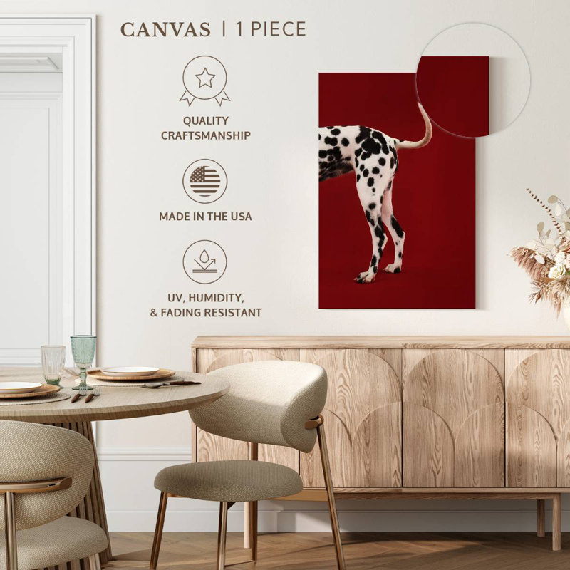 Queue dalmatienne, H 24 po x l 16 po