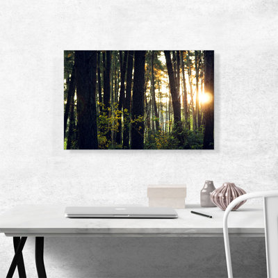 Le soleil brille à travers la forêt - reproduction de photo sur toile tendue
