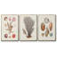 Knorr Shells & Coral I, impression sur toile 3 pièces-91887734-91887735