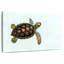 Bébé tortue Brampt-108694121