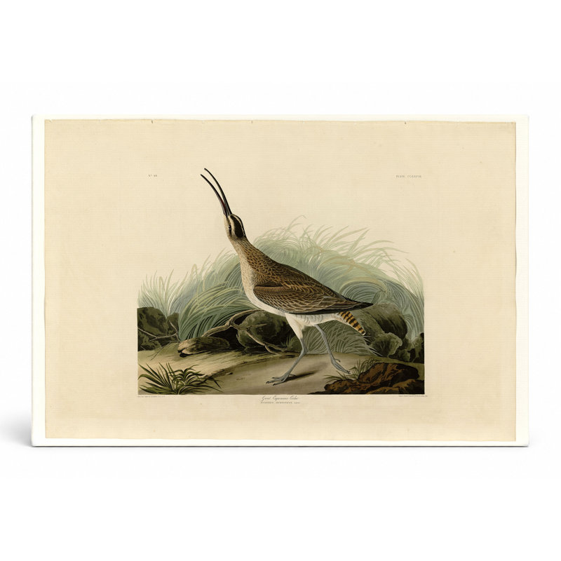 Grands esquimaux courlis (planche 237) - art mural sur toile paysage, 18" W x 12" H