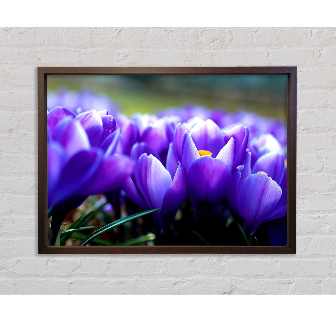 Crocus Garden - Einzelner Bilderrahmen Kunstdrucke auf Leinwand