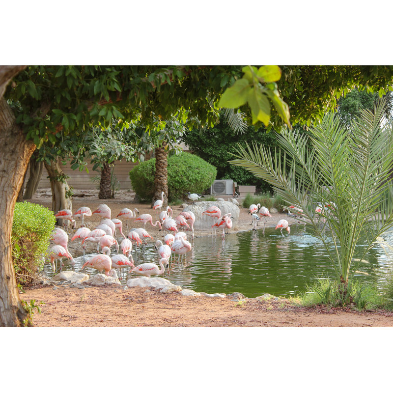 Flamingo Mangrove National Park by Mosab Biltawi - Wrapped Canvas Print, 81cm H x 122cm W
