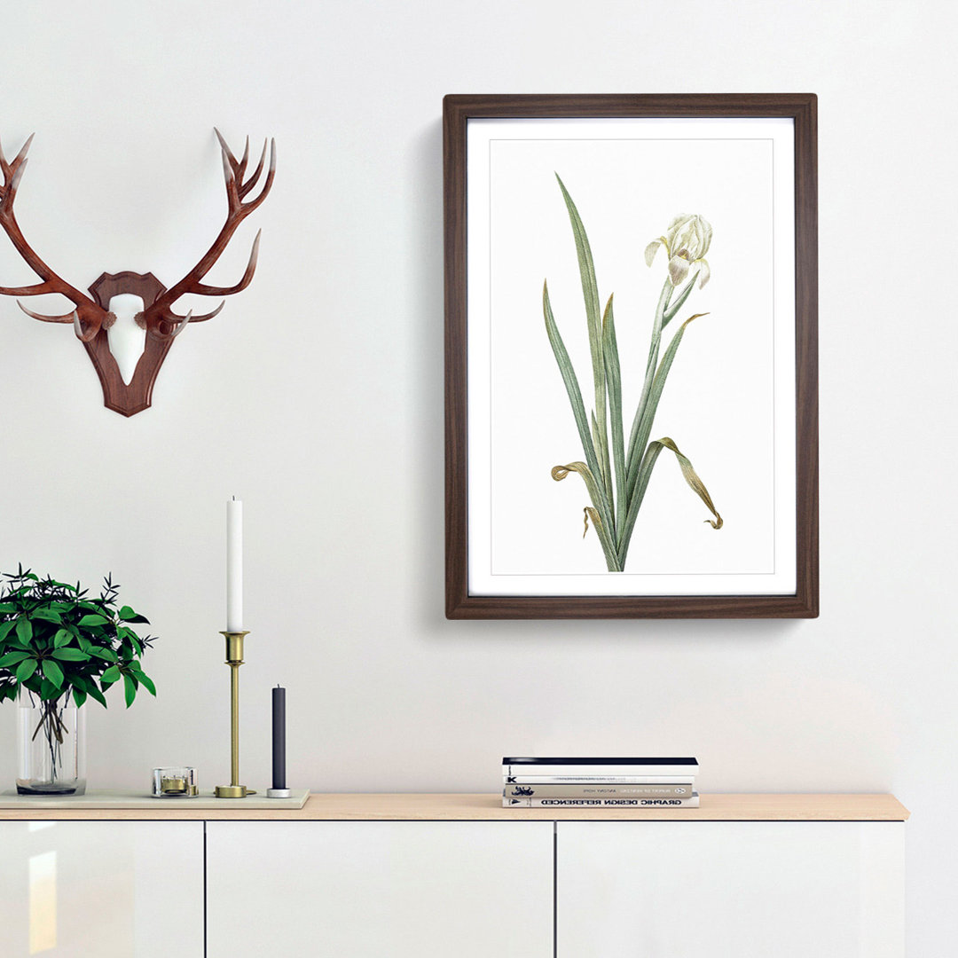 Crimean Iris Flower by Pierre-Joseph Redoute - Framed Print
