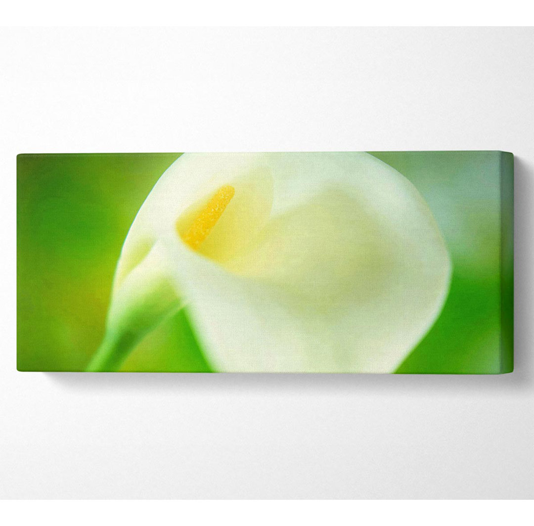 Einzelne weiße Calla Lily - Panorama-Kunstdrucke auf Canvas-Leinwand